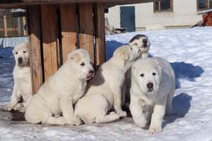 Photo №2 to announcement № 5593 for the sale of central asian shepherd dog - buy in Russian Federation private announcement