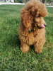 Photo №2 to announcement № 99572 for the sale of poodle (toy) - buy in Serbia breeder