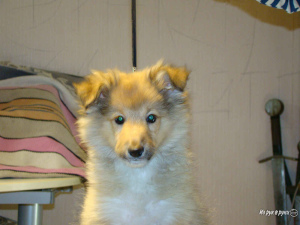 Photo №2 to announcement № 2448 for the sale of shetland sheepdog - buy in Russian Federation breeder