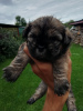 Photo №4. I will sell shih tzu in the city of Daugavpils. private announcement, from nursery, breeder - price - 475$