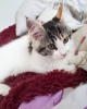 Photo №1. maine coon - for sale in the city of Sofia | 423$ | Announcement № 107909