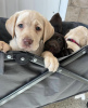Photo №4. I will sell labrador retriever in the city of New York. from nursery, breeder - price - 700$