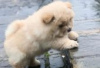 Photo №1. chow chow - for sale in the city of Berlin | Is free | Announcement № 126921