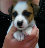 Photo №2 to announcement № 56590 for the sale of jack russell terrier - buy in Germany private announcement