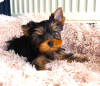 Photo №2 to announcement № 119278 for the sale of yorkshire terrier - buy in Czech Republic private announcement