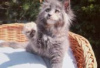 Photo №2 to announcement № 126810 for the sale of maine coon - buy in Germany private announcement