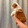 Photo №4. I will sell english bulldog in the city of Апатиты.  - price - 813$