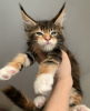 Photo №1. maine coon - for sale in the city of Omsk | negotiated | Announcement № 8700