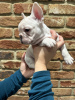 Photo №4. I will sell french bulldog in the city of Cologne. private announcement - price - 380$