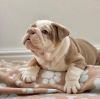 Photo №2 to announcement № 112248 for the sale of english bulldog - buy in Hungary private announcement