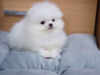 Photo №3. Tested Pomeranian puppies for sale now with all documents. Germany