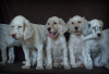 Photo №3. English Setter puppies. Russian Federation
