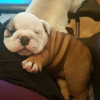 Photo №1. english bulldog - for sale in the city of Hamar | negotiated | Announcement № 95976