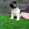 Photo №3. AKITA PUPPY LOOKING FOR A HOME. United States