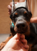 Additional photos: Doberman puppies of both sexes