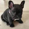 Photo №4. I will sell french bulldog in the city of Würzburg. private announcement - price - 380$