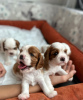 Photo №1. cavalier king charles spaniel - for sale in the city of Аланья | 800$ | Announcement № 77226