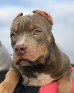 Photo №3. American Bully Puppies. Russian Federation