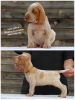 Additional photos: Italian Brakk puppies