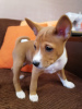 Photo №1. basenji - for sale in the city of Brovary | 1057$ | Announcement № 93597