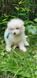 Photo №2 to announcement № 3175 for the sale of samoyed dog - buy in Russian Federation breeder