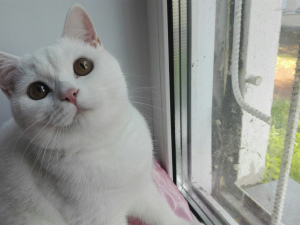 Photo №2 to announcement № 2954 for the sale of british shorthair - buy in Russian Federation breeder
