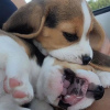 Photo №2 to announcement № 124729 for the sale of beagle - buy in Germany private announcement