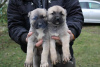 Photo №3. Turkish Kangal puppies. Serbia