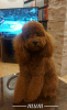 Additional photos: Premium red poodles