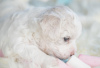 Additional photos: Bichon Friesian puppies