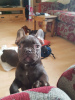 Photo №3. Top French Bulldog puppies available now for sale. Germany