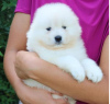 Photo №1. samoyed dog - for sale in the city of Milan | Is free | Announcement № 110971