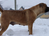 Additional photos: South African Boerboel Mastiff puppies