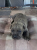 Additional photos: Cane Corso, puppy reservation