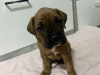 Photo №1. boxer - for sale in the city of Arpela | 349$ | Announcement № 72018