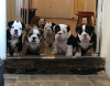 Photo №1. english bulldog - for sale in the city of Northampton | negotiated | Announcement № 12078