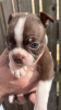 Additional photos: We have 5 beautiful bostons puppies for sale,