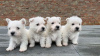 Additional photos: West highland white terrier puppies