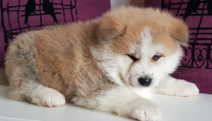 Photo №2 to announcement № 3559 for the sale of akita - buy in Belarus from nursery