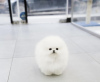 Photo №1. maltese dog - for sale in the city of Munich | 317$ | Announcement № 99467