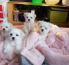 Photo №1. maltese dog - for sale in the city of Potsdam | negotiated | Announcement № 32043