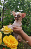 Additional photos: Chihuahua puppy