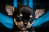 Photo №1. chihuahua - for sale in the city of Poltava | 1457$ | Announcement № 8371