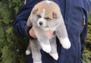 Photo №3. Japanese Akita Inu puppies buy a dog. Ukraine