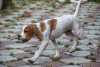 Photo №4. I will sell english pointer in the city of Abakan. breeder - price - 329$