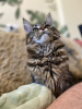 Photo №1. maine coon - for sale in the city of Tyumen | 966$ | Announcement № 20356