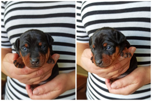 Photo №2 to announcement № 4409 for the sale of miniature pinscher - buy in Ukraine from nursery
