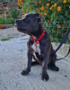 Photo №4. I will sell american bully in the city of Trieste. private announcement - price - negotiated