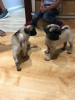 Photo №1. pug - for sale in the city of Kuwait City | negotiated | Announcement № 12350