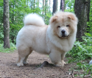 Photo №4. I will sell chow chow in the city of Izhevsk. from nursery, breeder - price - 1694$